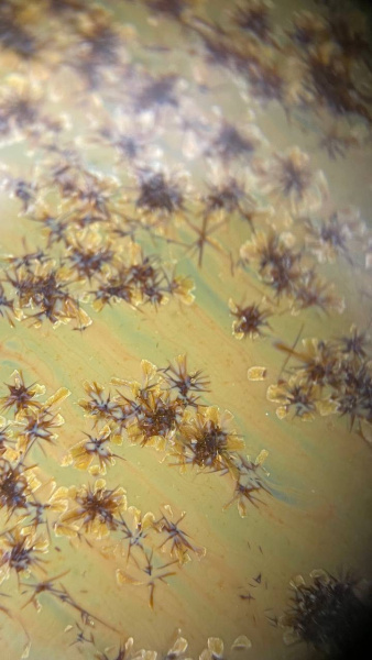 Glazur-SG 1308-Osen-(335 мл), REFSAN-5 Glazur-SG 1308-Osen-(335 мл), REFSAN-5