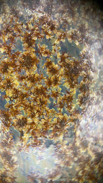 Glazur-SG 1308-Osen-(335 мл), REFSAN-4 Glazur-SG 1308-Osen-(335 мл), REFSAN-4