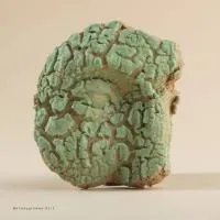 90008 Bortoredekek -1 90008 Bortoredekek -1